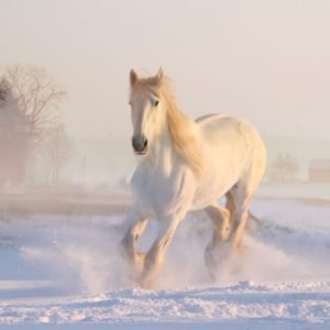 White Snow Horse