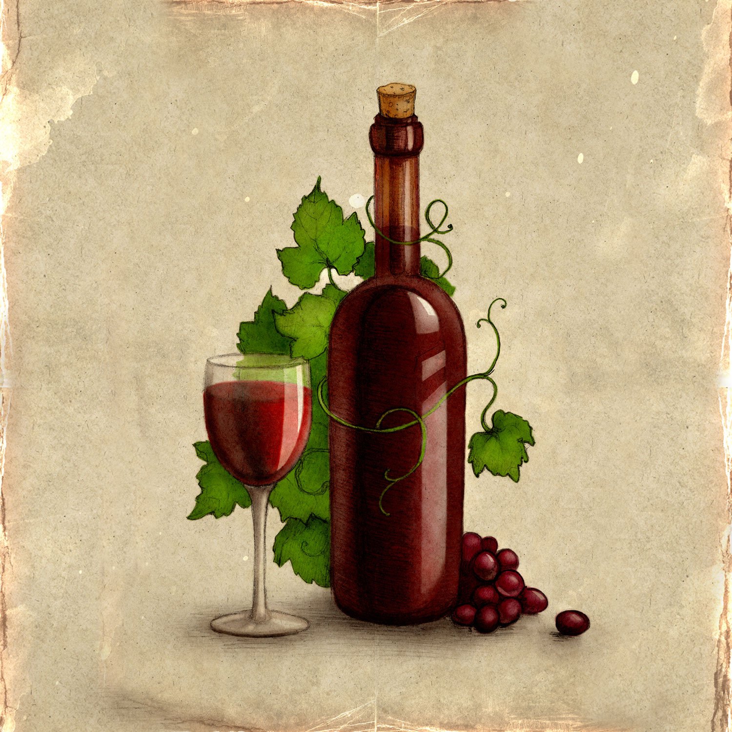 wine illustration download