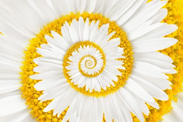 Abstract Flower Spiral