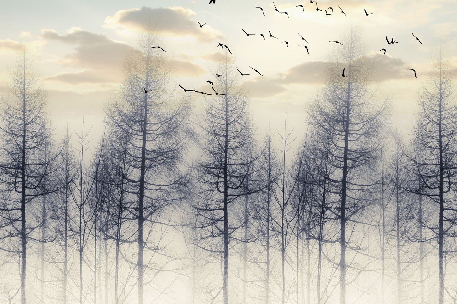 Download Foggy Pine Forest iPhone Wallpaper  Wallpaperscom