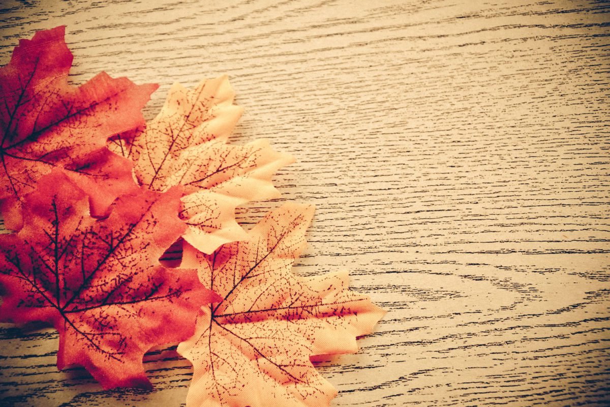 Maples on Wood