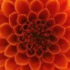 Orange Flower Closeup