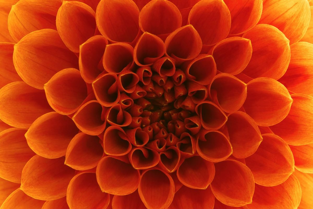 Orange Flower Closeup