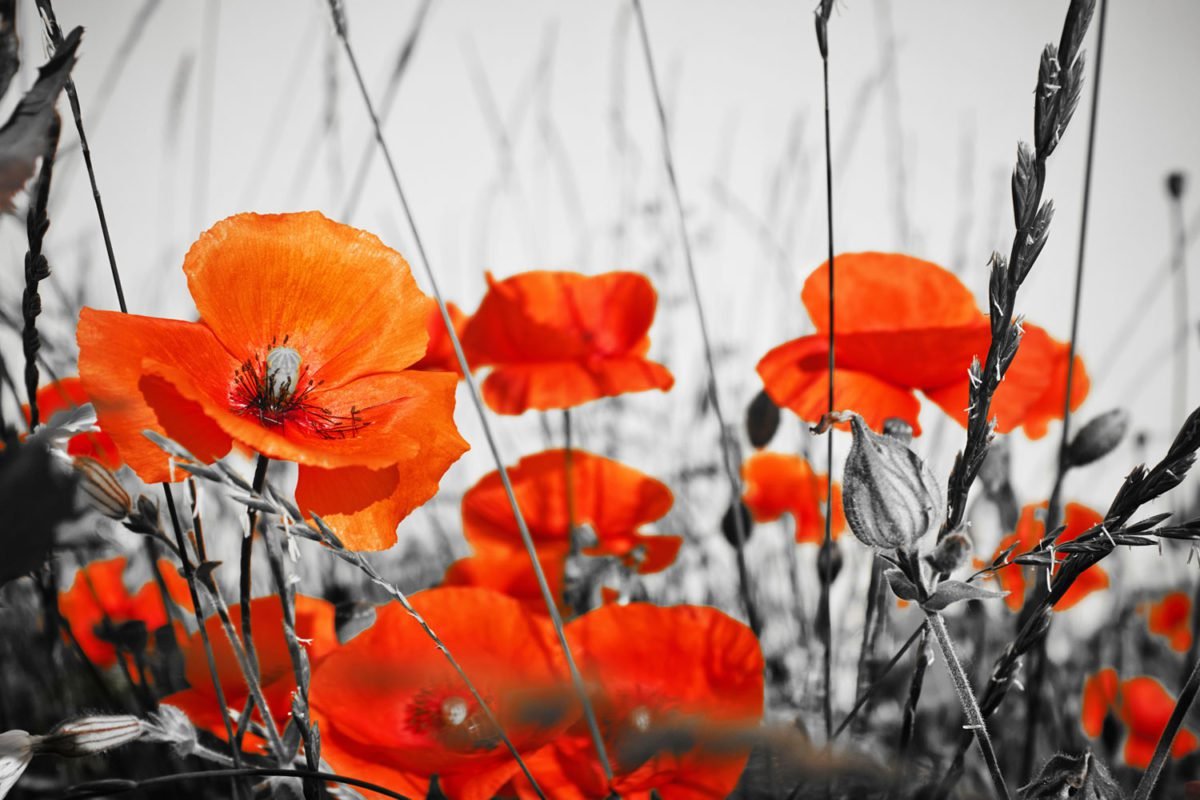 Orange Poppies