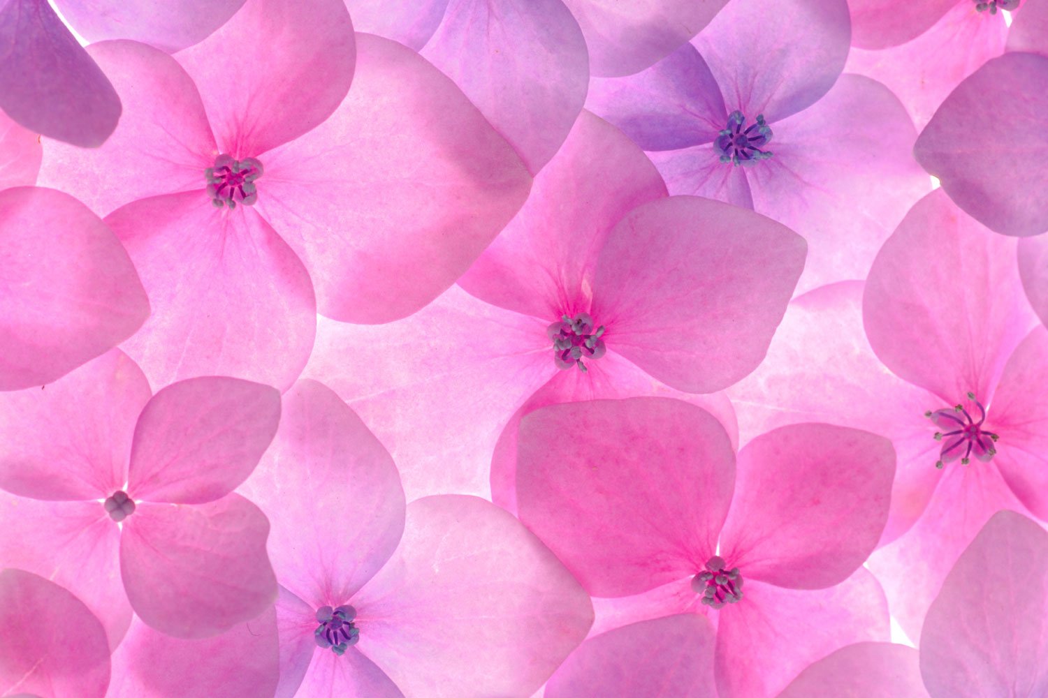 Pink Flowers Background – Print A Wallpaper