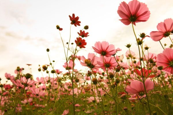 Pink Flowers to Sky