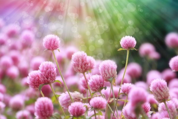 Pink Flowers with Rays