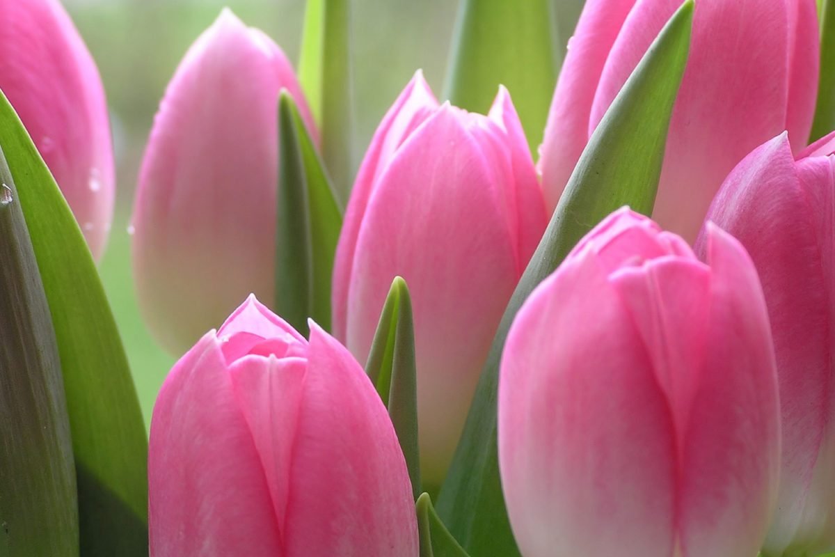 Pink Tulips Closeup