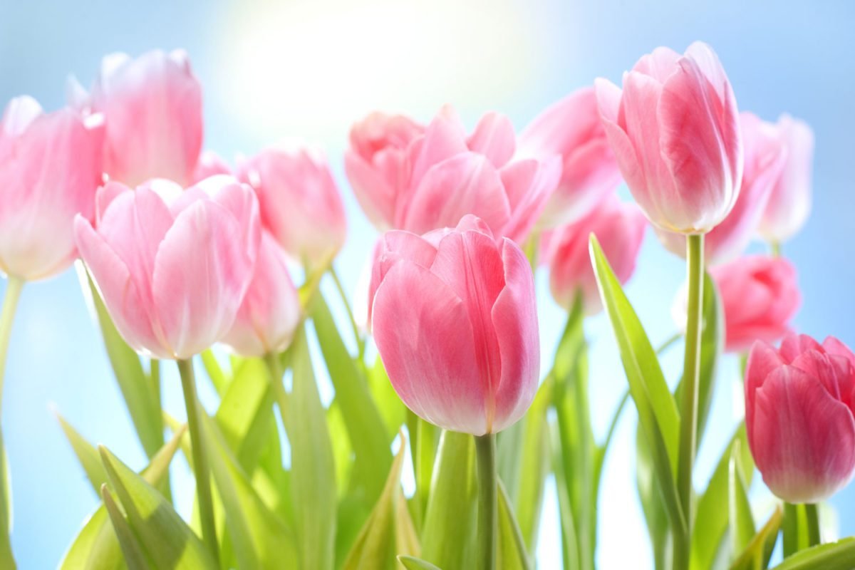 Pink Tulips with Sky