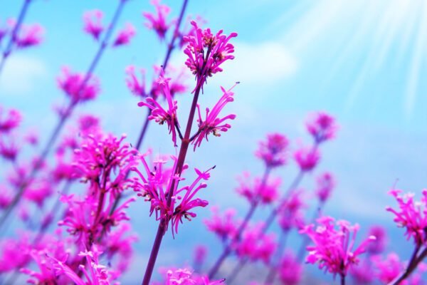 Purple Flowers to Sky