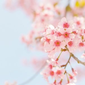 Simple Pink Flowers