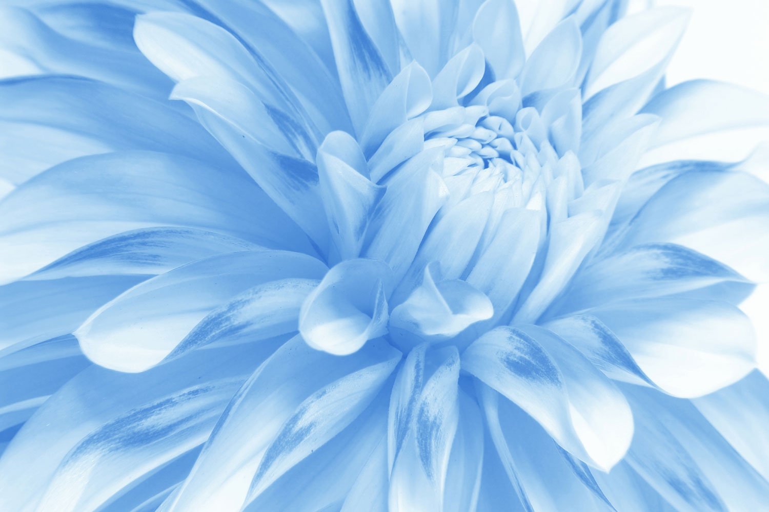 Soft Blue Flower – Print A Wallpaper