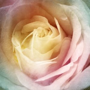Soft Single Rose