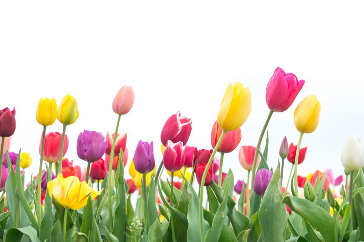 Tulips on White