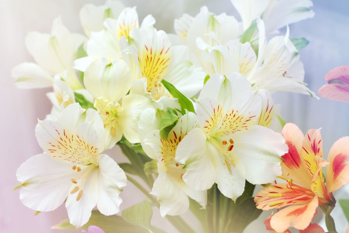 White Flowers Closeup