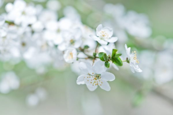 White Flowers on Branch