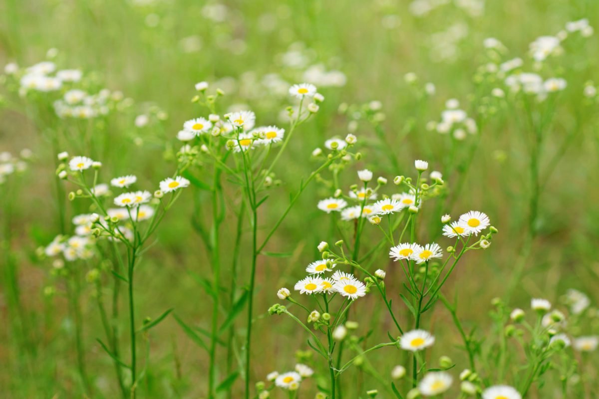 Wild Flowers on Green