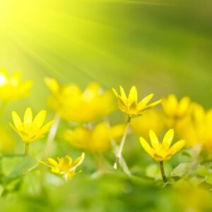 Yellow Flowers and Sun