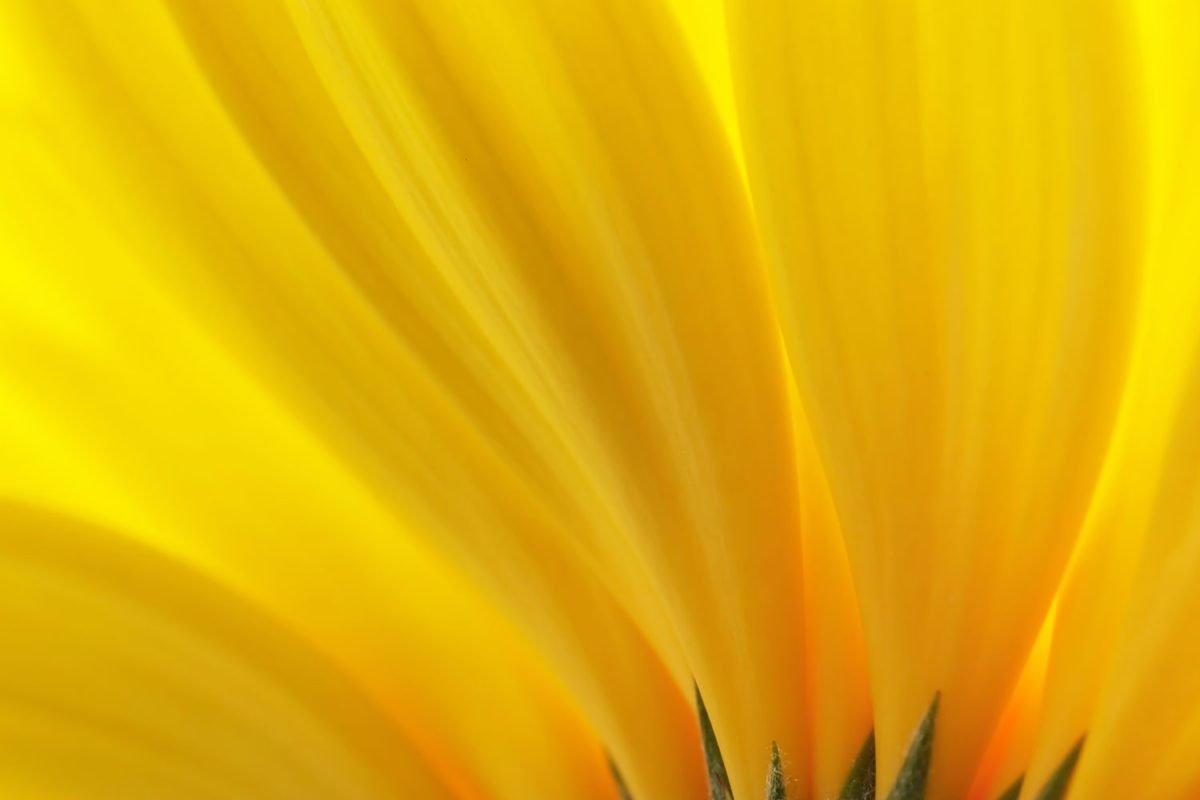 Yellow Petals – Print A Wallpaper