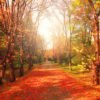 Autumn Park Pathway