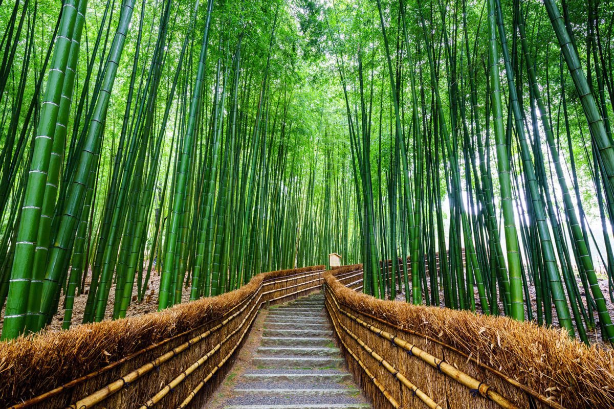 Bamboo Stairway