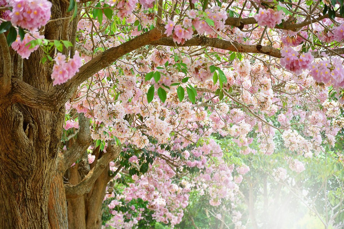 Blooming Tree