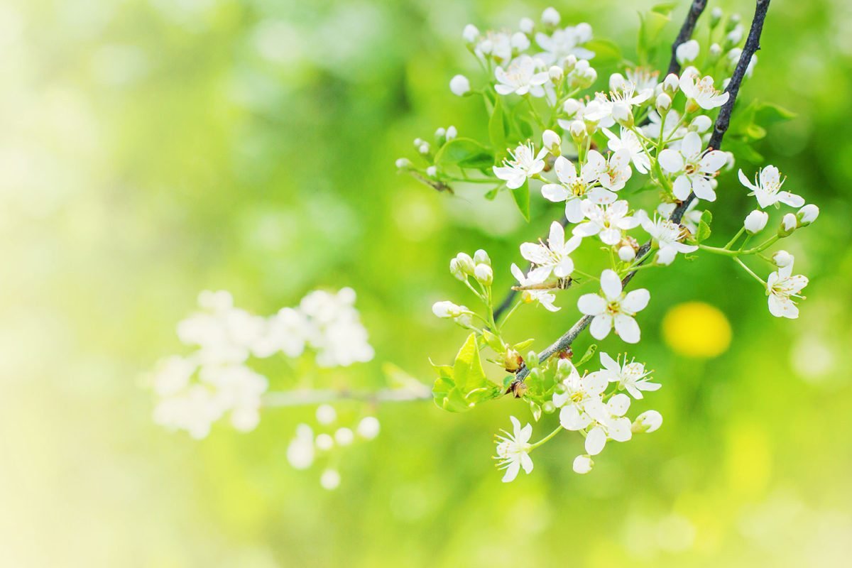 Garden Green Flowers