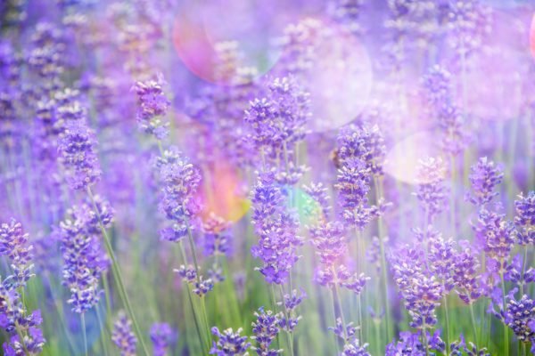 lavender_field_detail