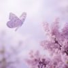 Lilac Butterfly