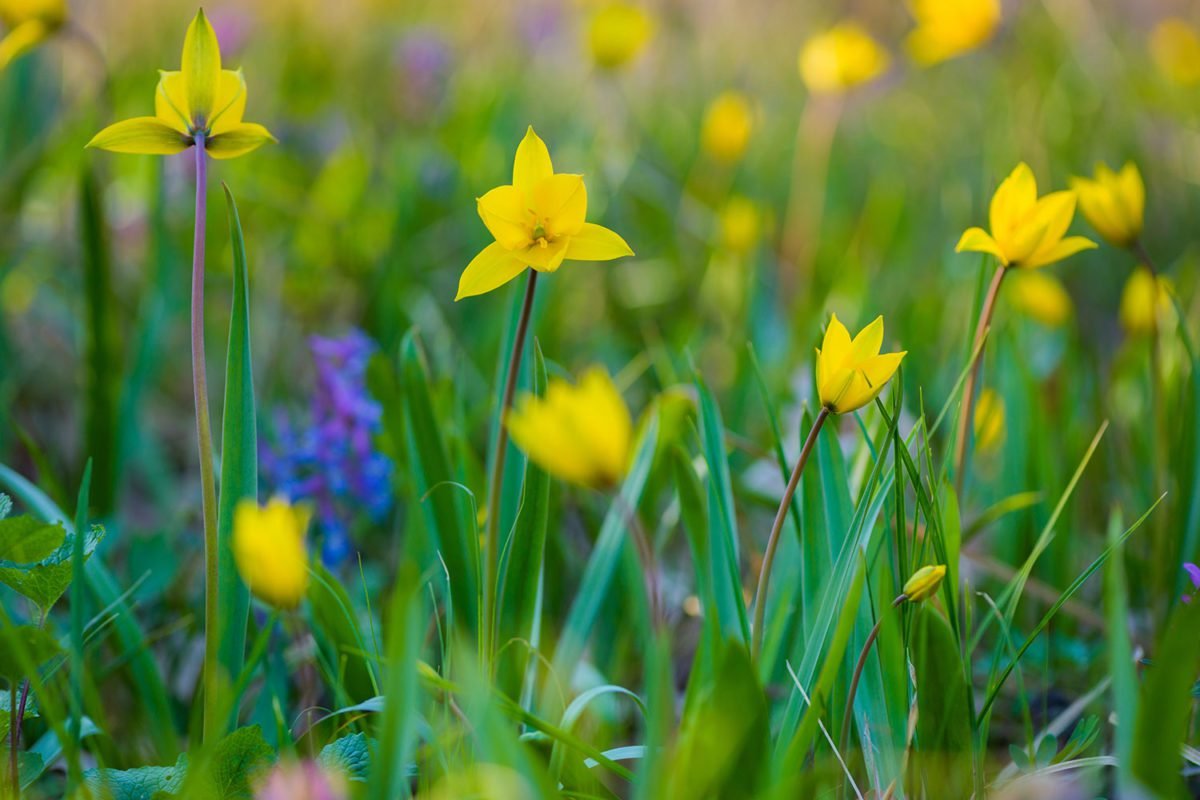 Lovely Yellow