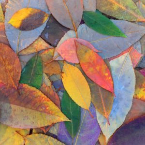 Multi Colored Leaves