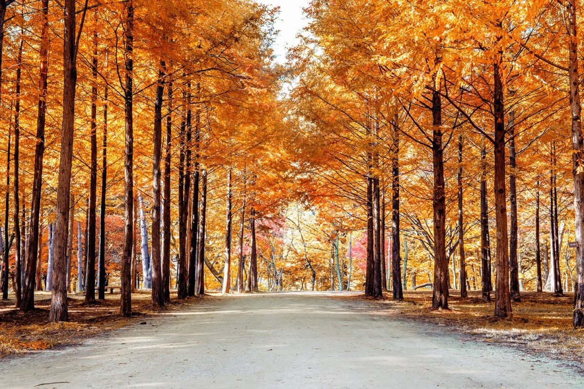 Orange Pathway