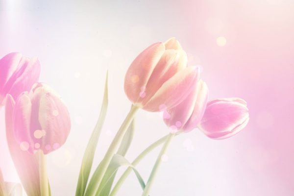Pink Background Tulips