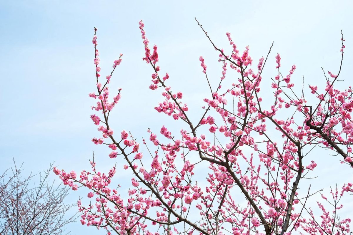Pink Branches