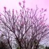 Pink Tree Branches