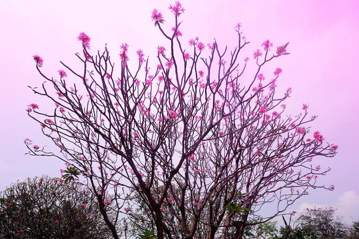Pink Tree Branches