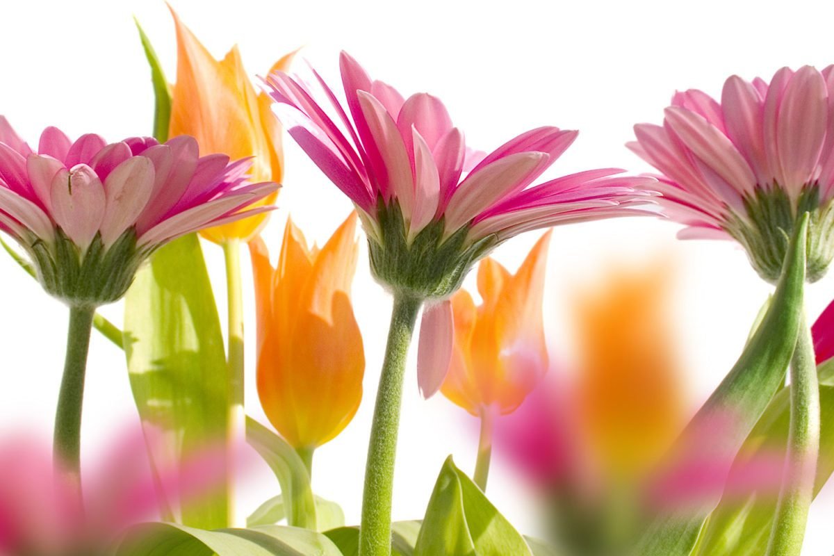 Pretty Pink Flowers