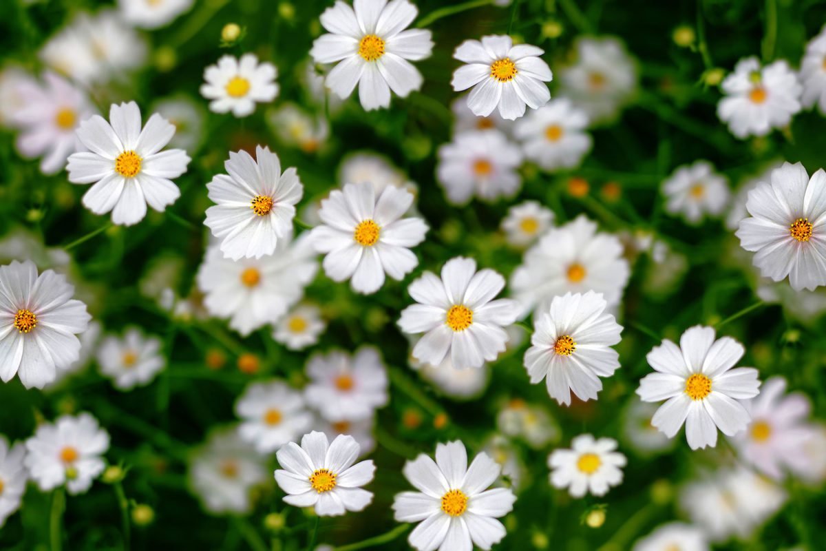 Pretty Wild Flowers