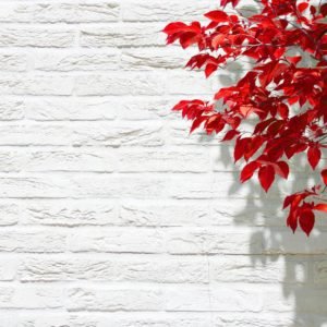 Red Leaves on White