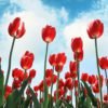 Red Tulips Blue Sky