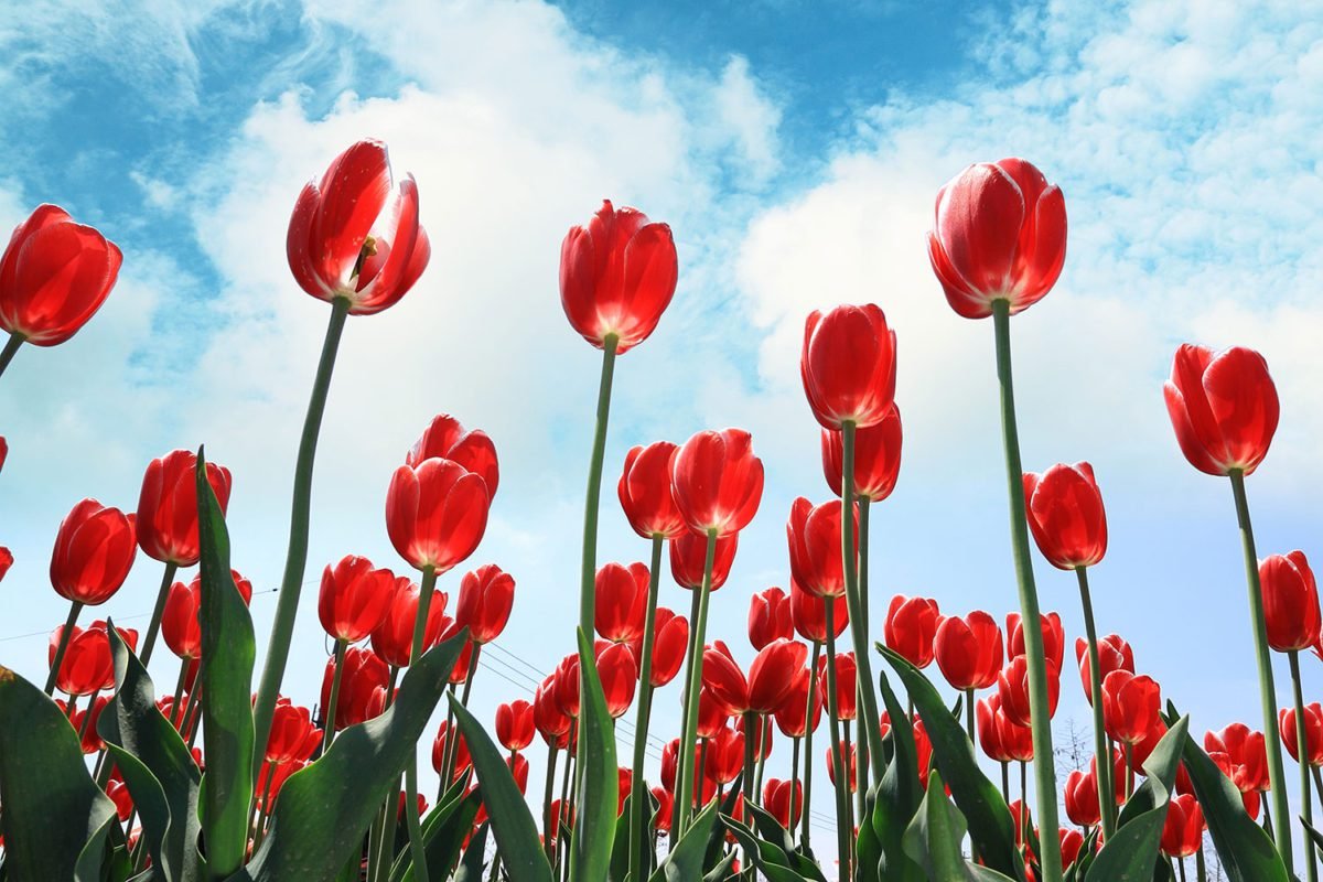 Red Tulips Blue Sky