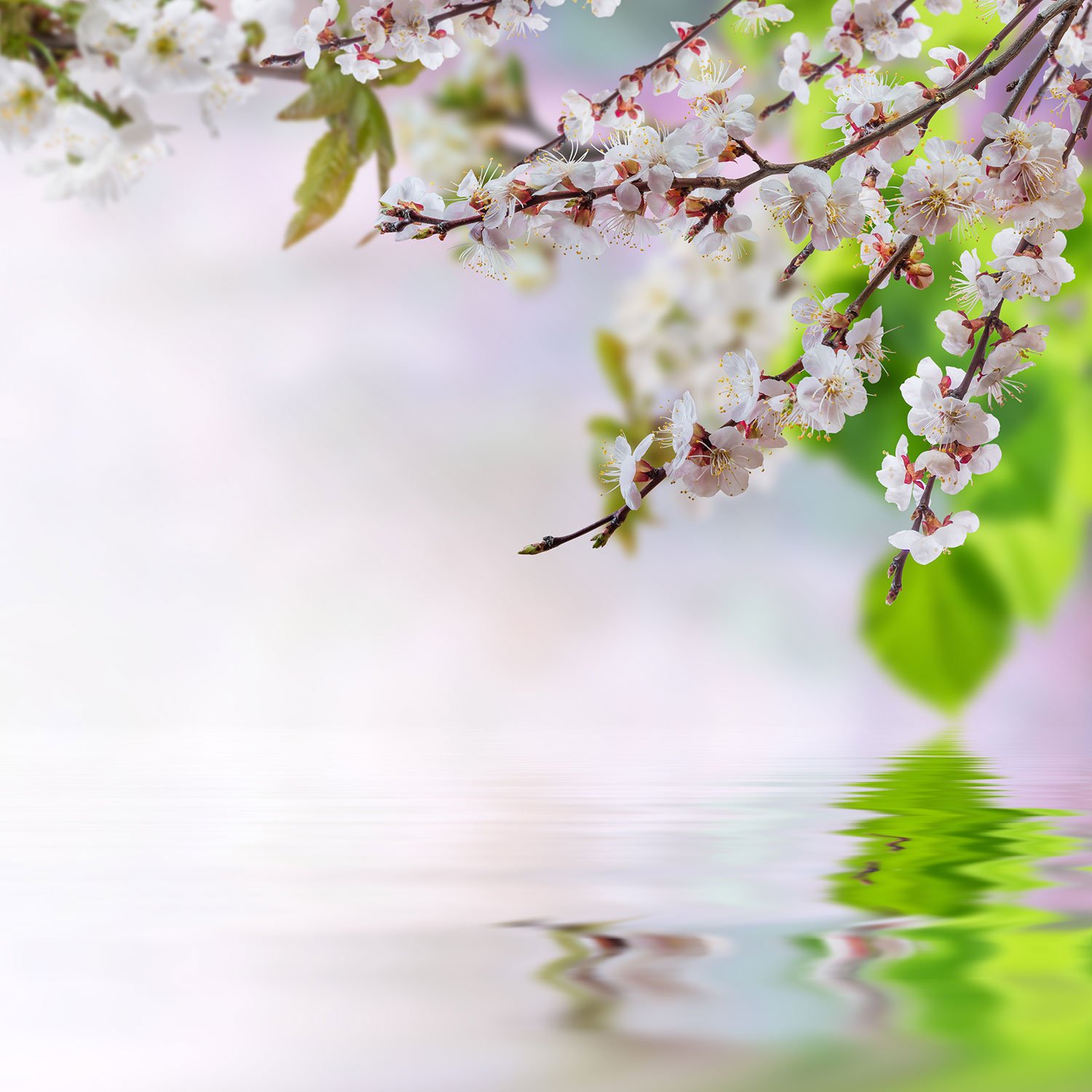 reflections_detail Print A Wallpaper