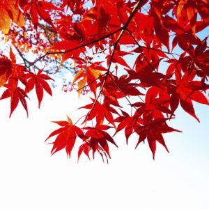 Sharp Red Maples