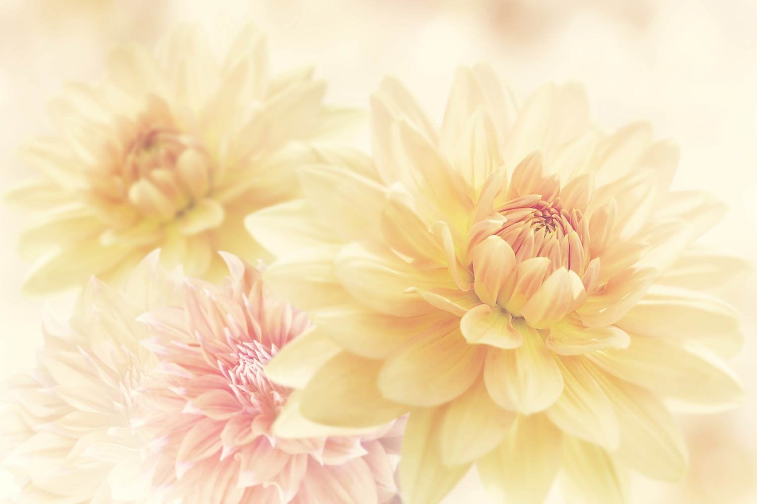 Soft Flowers – Print A Wallpaper