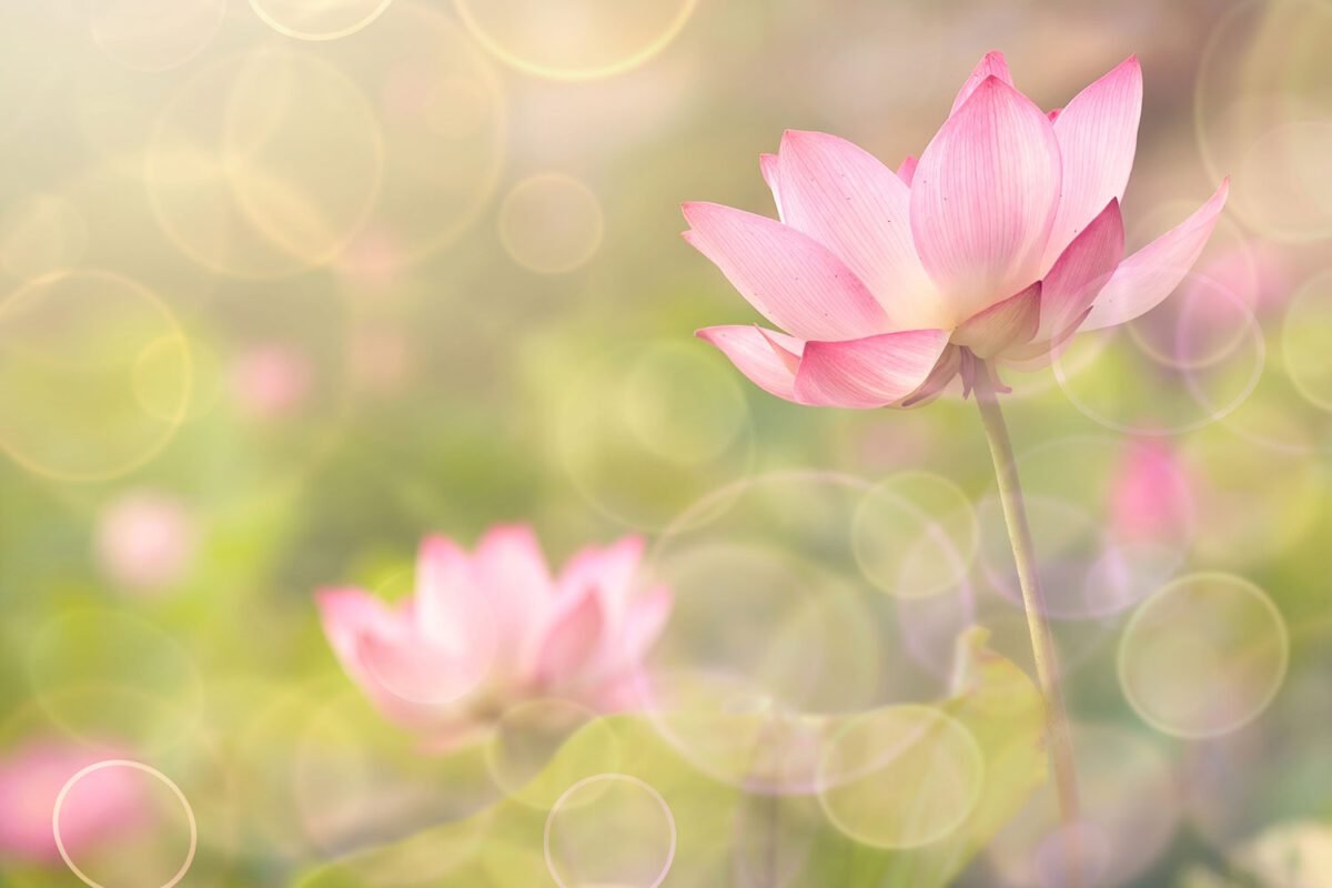 Soft Focus Lotus