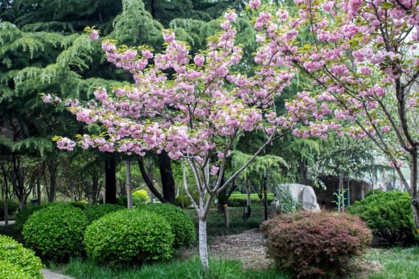 Summer Bloom Tree