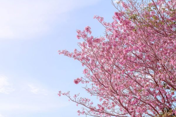 Summer Cherry Blooms