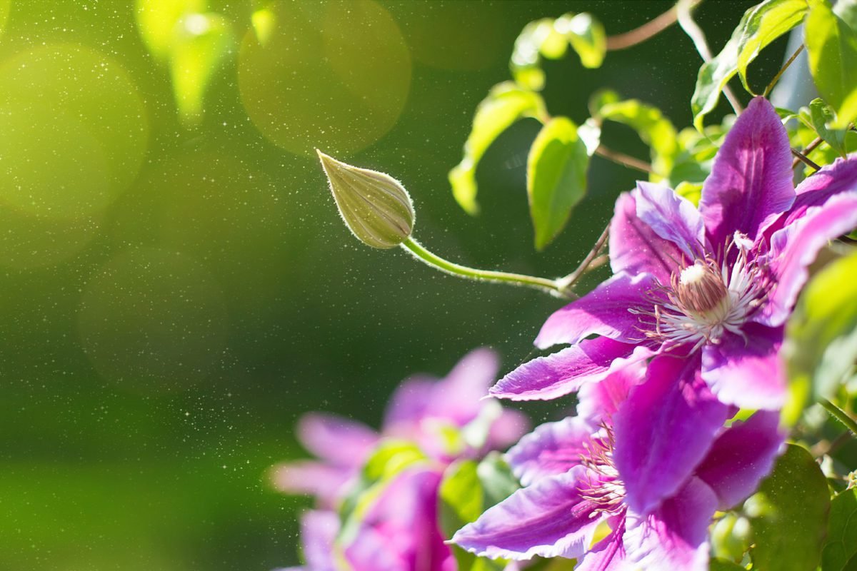 summer_flowers_detail