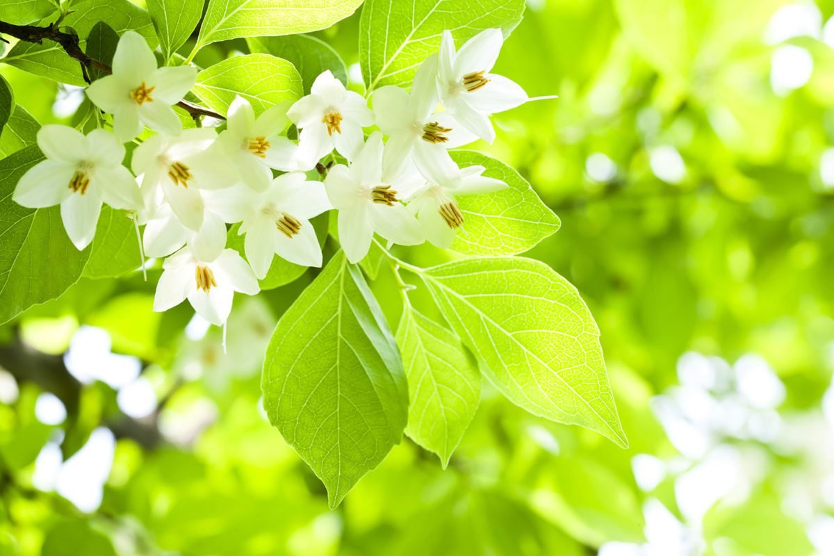 Tree Flowers