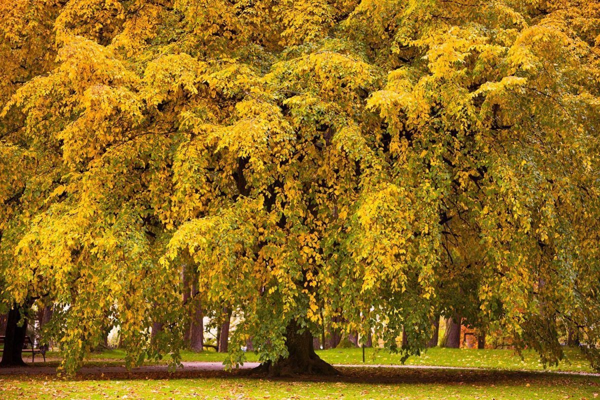 Tree of Wisdom